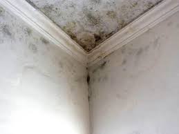 Best Attic Mold Removal  in Ferndale, CA