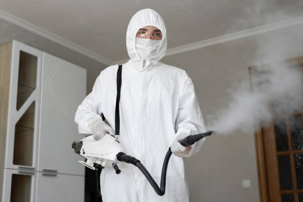 Best Black Mold Removal  in Ferndale, CA