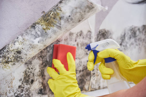 Asbestos and Lead Testing During Mold Inspection