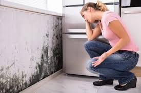 Reliable Ferndale, CA Mold Removal & Remediation Solutions